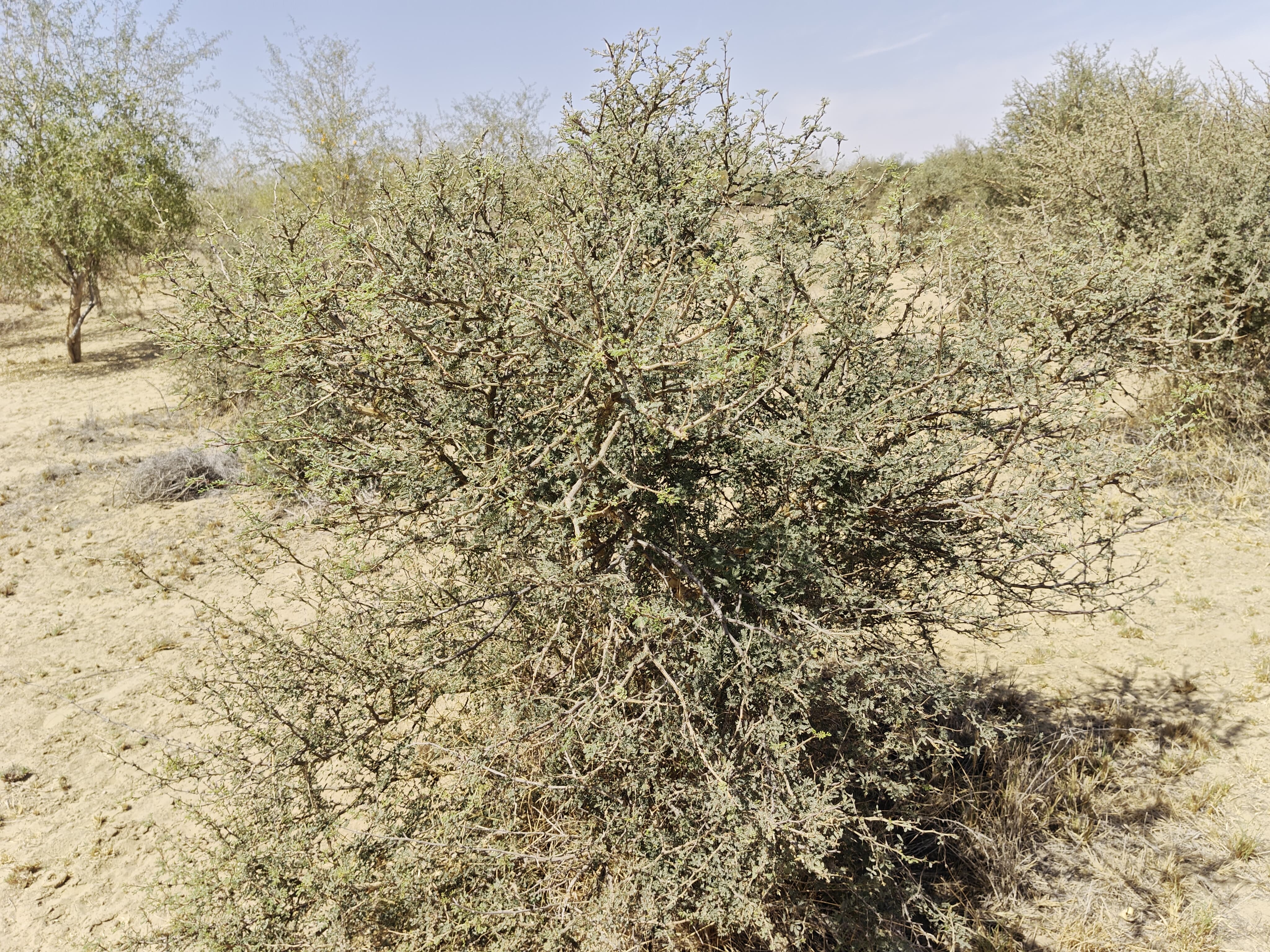 Compensatory Afforestation